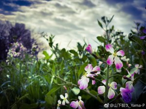 山下智久weibo更新🇨🇳