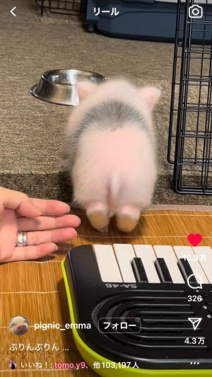 ブヒッ🐖